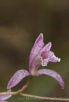 JMN0023 Bletia sp..jpg