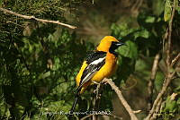 GRC0020 Icterus cucullatus.jpg