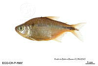 ME006 Peces 048 Astyanax altior.jpg