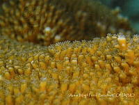 AMPB002 Acropora palmata.jpg