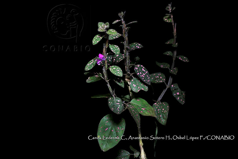 Zoqui%200167%20Hypoestes%20phyllostachya.jpg.nSjGvv7zMU2zlUVjQA3g0JtbmFja29CbnFuZ3NAbXJ6LGtwZwA.ld4ARqByEw