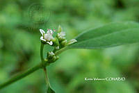 ME010 KV 02047 Euphorbia graminea Jacq., 1763_.JPG