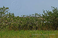 NBA0094 Avicennia germinans.jpg