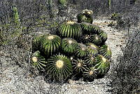 SADR0010 Echinocactus platyacanthus.jpg