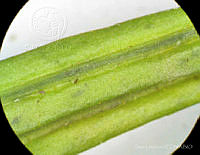 SL2516 Euchile mariae.jpg