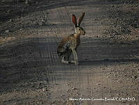 MAGB 0025 Lepus alleni.JPG