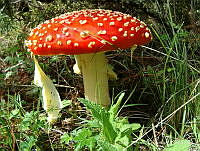 EFG001 Amanita muscaria.jpg