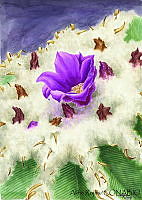 AR0001 Aztekium hintonii.jpg