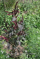 SG019 0357 Amaranthus hybridus.jpg