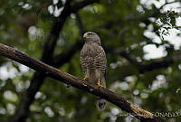 JHC0021 Rupornis magnirostris.jpg