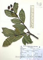 SVA0024 Quercus tuberculata.JPG
