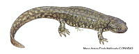 MAPM1318 Ambystoma leorae_adulto.jpg