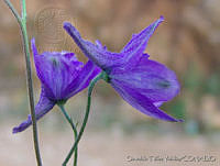 OTV2308 Delphinium bicornutum.jpg