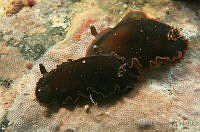 AEG0019 Dendrodoris fumata.jpg