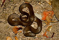 EGP0352 Coniophanes alvarezi.jpg