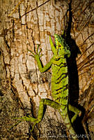 EGP0415 Laemanctus serratus.jpg
