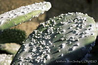 ARS00190 Dactylopius coccus.jpg