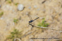 PJ016 0599 Dythemis nigrescens.JPG
