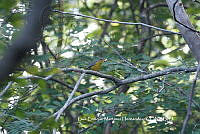 LEMH019 Basileuterus culicivorus.JPG