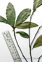 SVA0021 Quercus sapotifolia.JPG