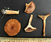 RGO0409 Lactarius chrysorrheus.JPG