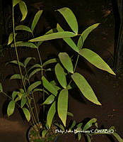 PJB ME014 049 Ceratozamia hildae.JPG