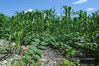 SG019 0260 Cucurbita argyrosperma sbs argyrosperma.jpg
