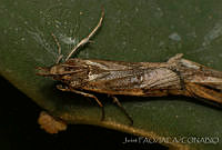 OIEA0012 Cactoblastis cactorum.jpg