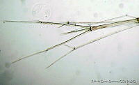 RGS0069 Rhabdosoma minor.jpg