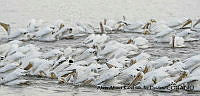 AAKVDH 0491 Pelecanus erythrorhynchos.JPG