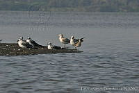 HJ6- 0978-Leucophaeus atricilla, Larus delawarensis, Pluvialis squatarola.jpg