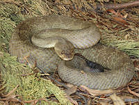 LCMHP013-35 Crotalus molossus.jpg