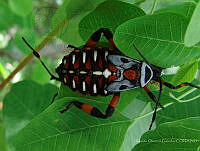 OOG0232 Thasus gigas.jpg