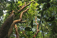 MALR03 Bursera simaruba.jpg
