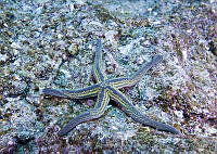 CNS1093 Pharia pyramidata.jpg