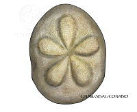 NE018 0976 Clypeaster rosaceus.jpg