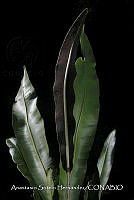 JDA D 00563 Elaphoglossum mesoamericanum.jpg