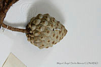 MASM06801 Pinus praetermissa.jpg
