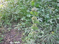 EEC0131 Marrubium vulgare.jpg