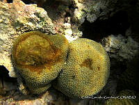 CGG0839 Orbicella annularis.JPG