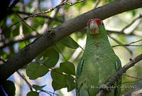 MGaves 822 Amazona viridigenalis.jpg