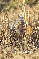 MN6F0107 Dasypus novemcinctus.jpg