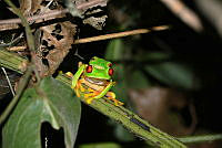 LAMH063 Agalychnis callidryas.jpg