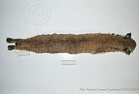 AAGC0074 Lynx rufus.jpg