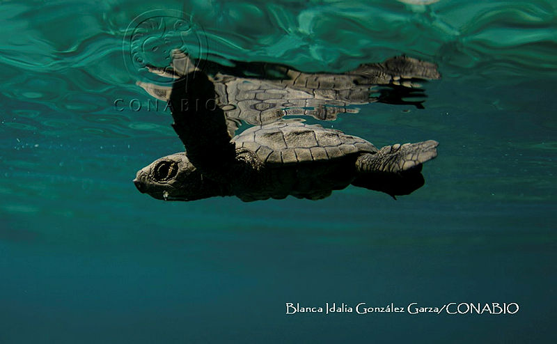 MN6FS%200026%20Lepidochelys%20kempii.jpg.4yfWmf7 Me0TMYljQA3g0JtbmFja29CbnFuZ3NAbXJ6LGtwZwA.7MNJTUiqK5