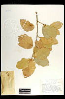 102074 Quercus chihuahuensis.jpg