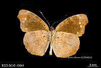 ME006 Entomo SCLC 0010 Anthanassa sp. 2.jpg