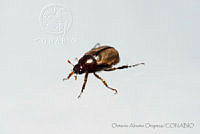 OAO0209 Coleoptera.jpg