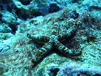 VDLCF0536 Copidaster lymani.jpg