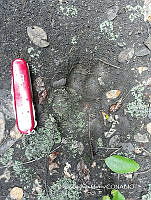 DZM005 Panthera onca ssp. veraecrucis.JPG